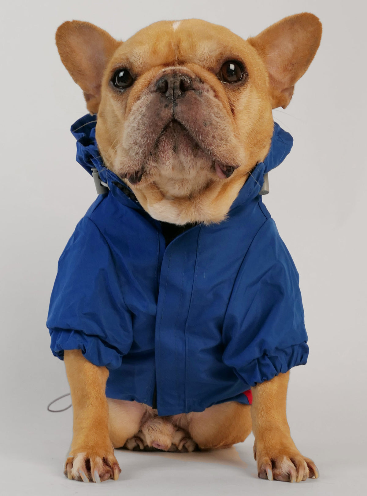 The Rainy Day Reebok Dog Jacket