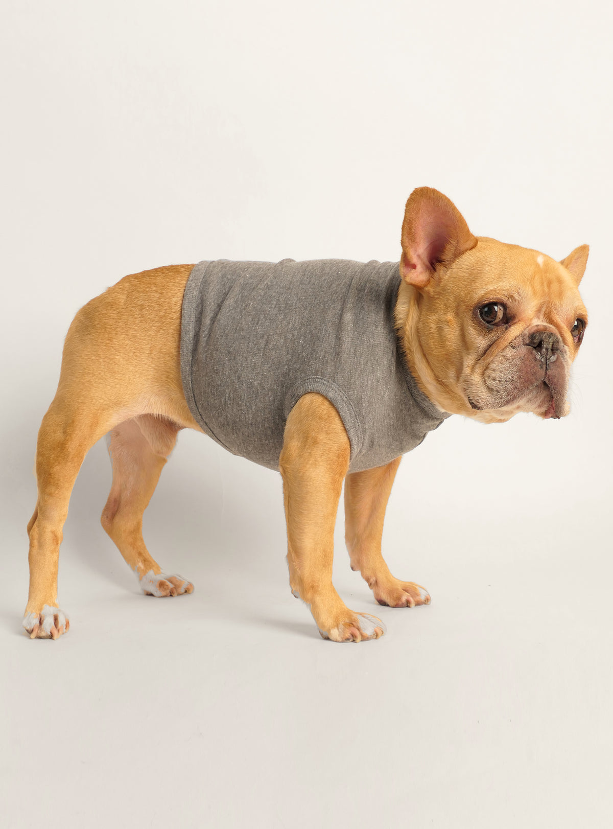 Members Only Dog Tank