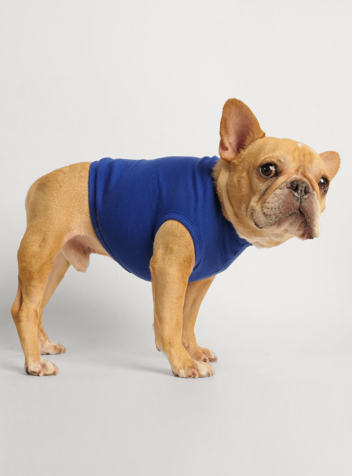 Members Only Dog Tank