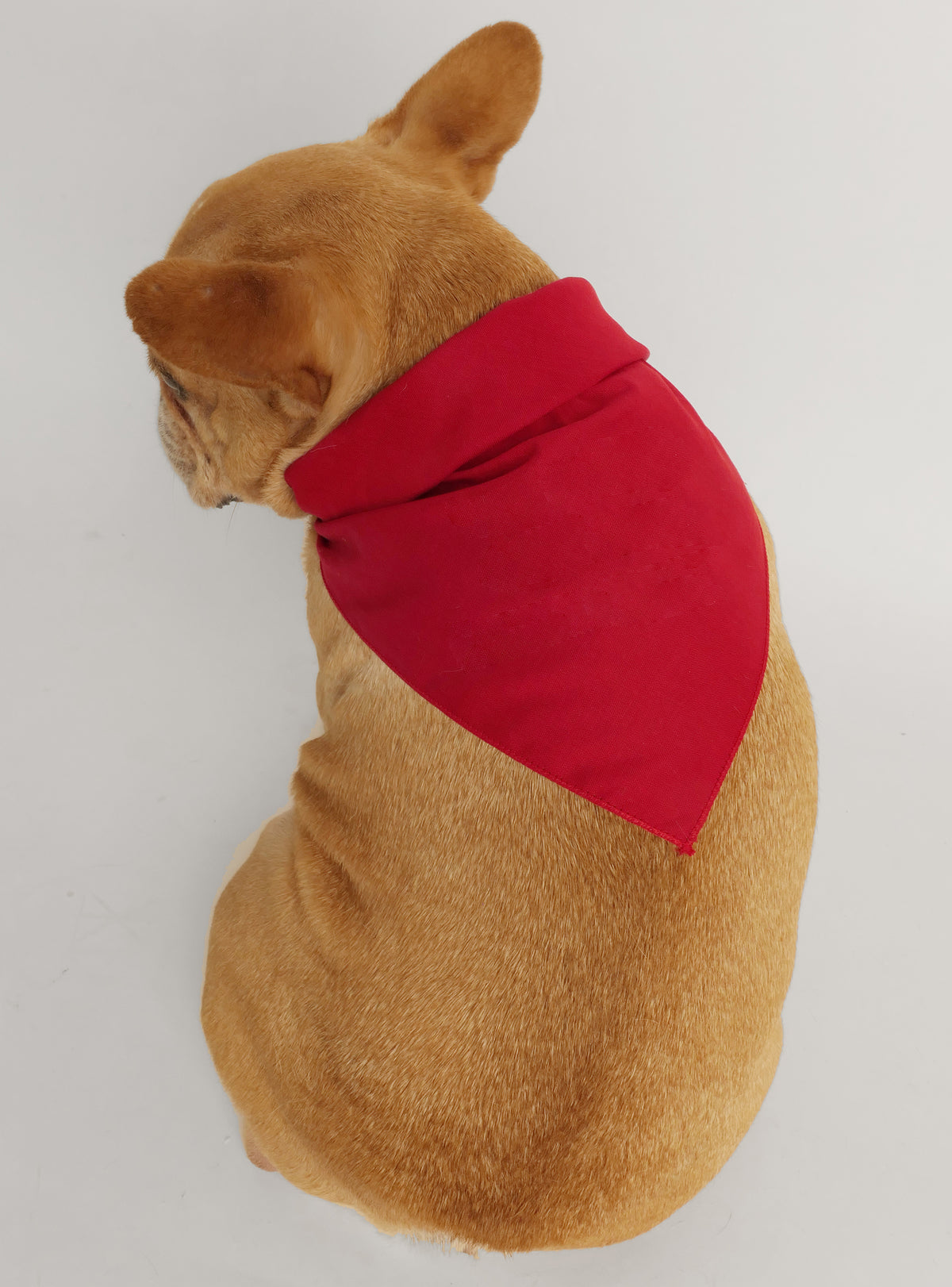 Little Miss Pees Inside Bandana
