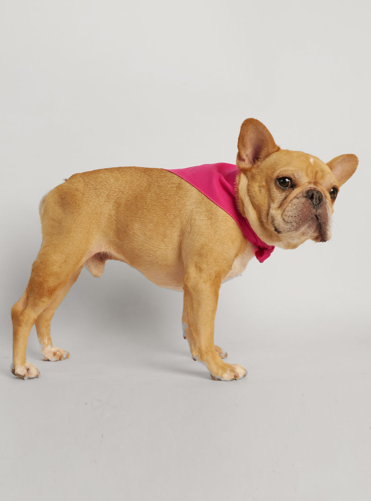 Little Miss Pees Inside Bandana