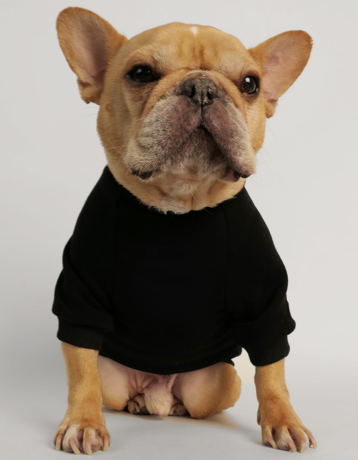 Los Angels Dog Sweater