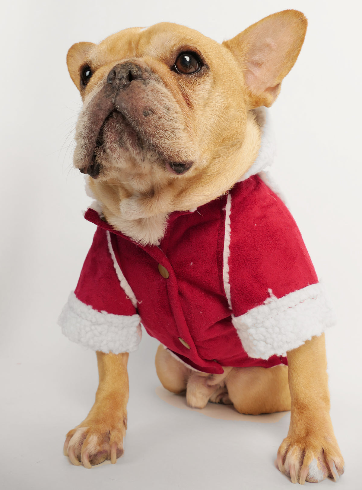The Wessex Barn Coat Dog Hoodie