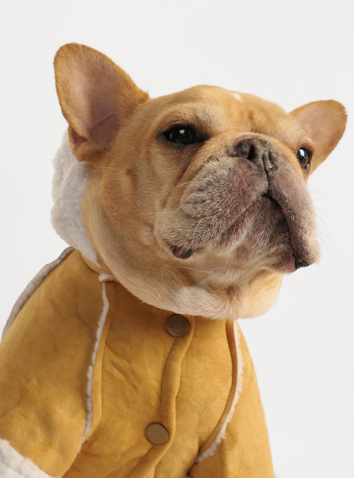 The Dorset Barn Coat Dog Hoodie