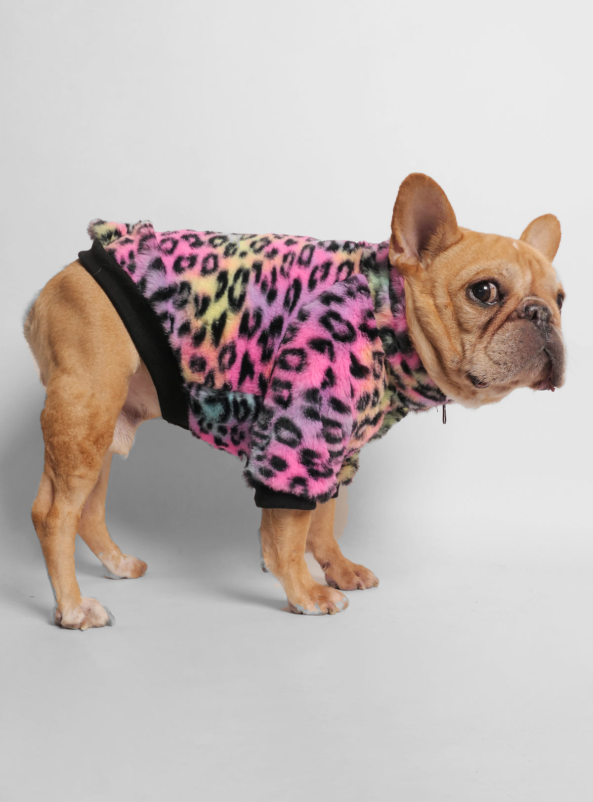 The Twiggy Dog Sweater