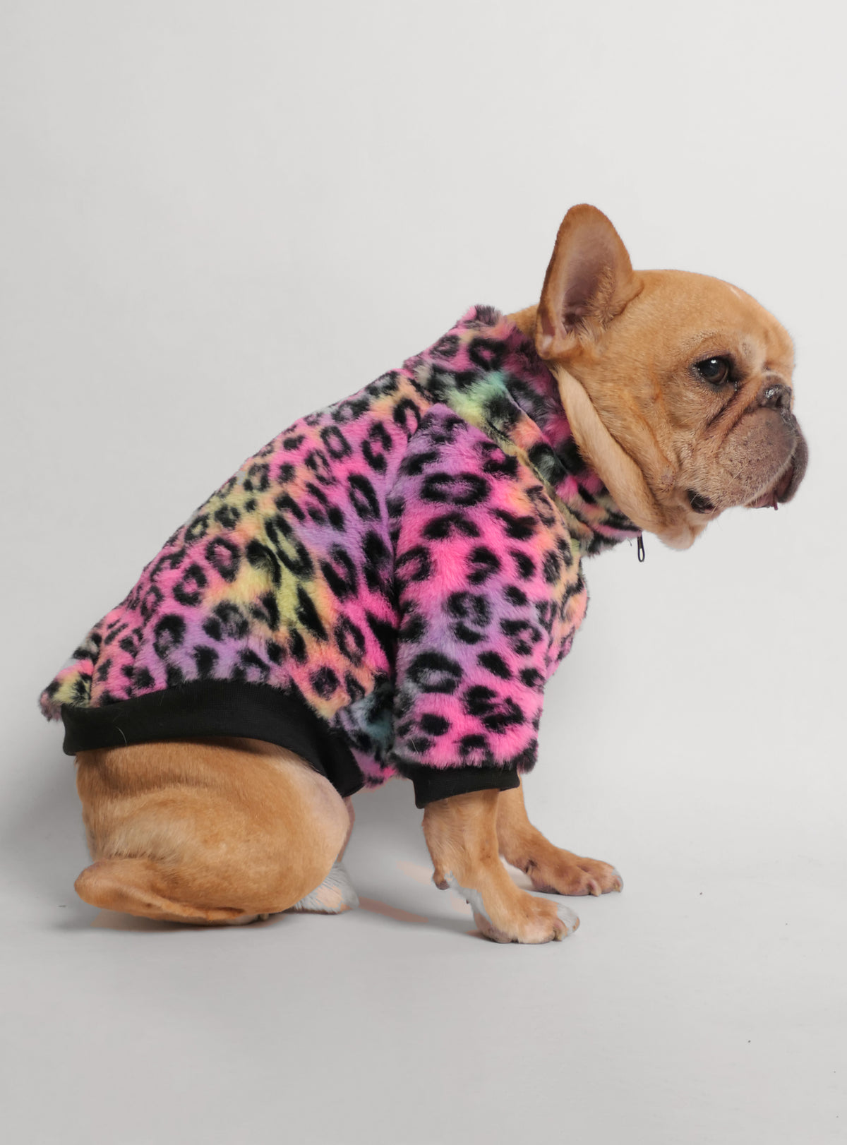 The Twiggy Dog Sweater