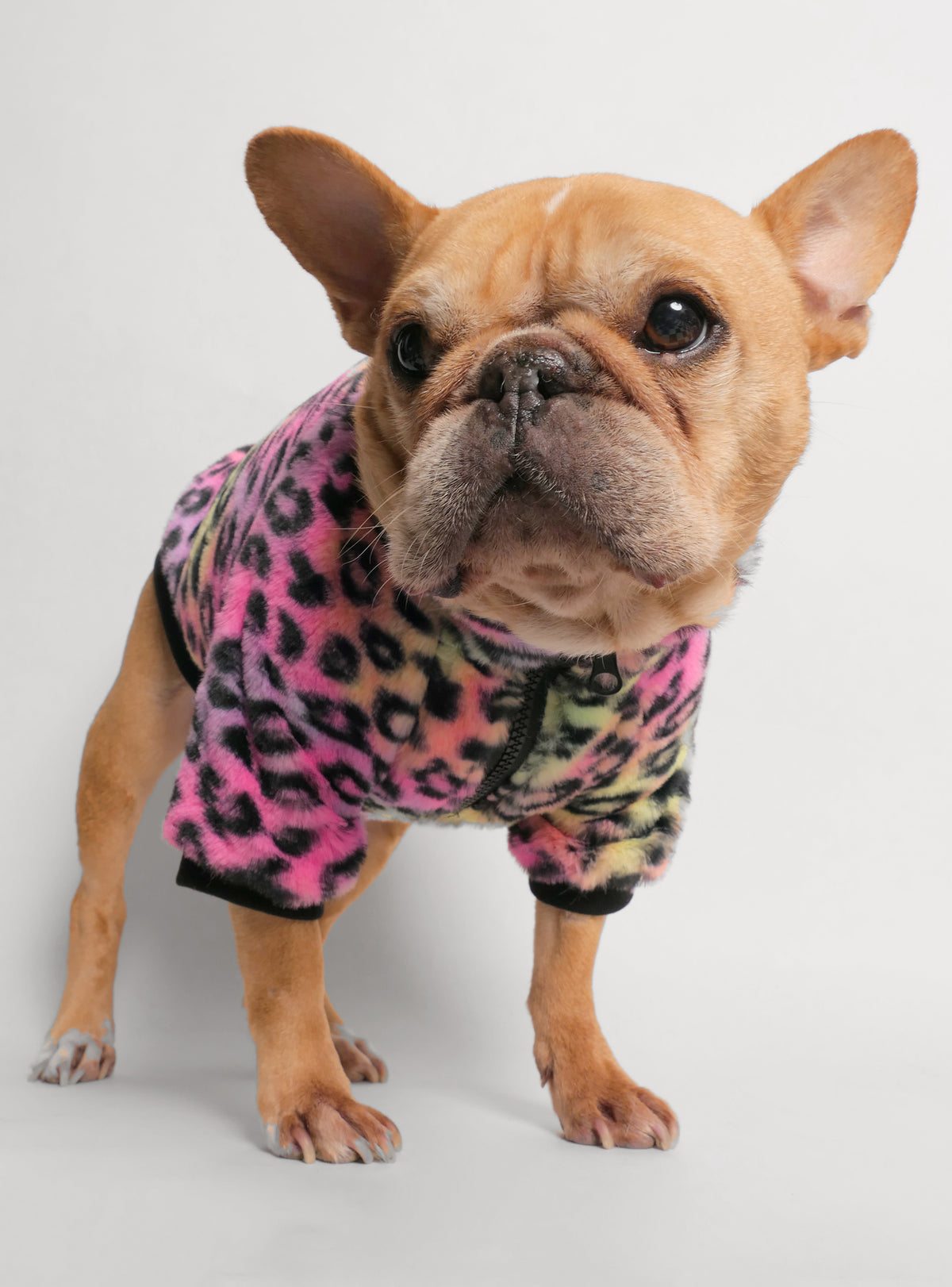 The Twiggy Dog Sweater