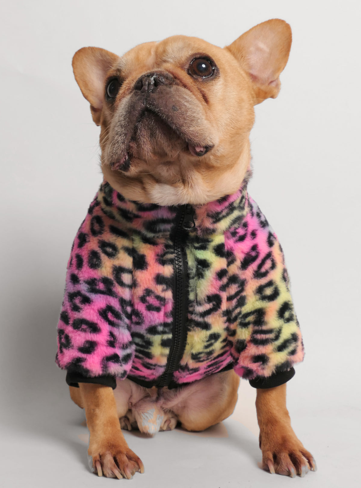The Twiggy Dog Sweater