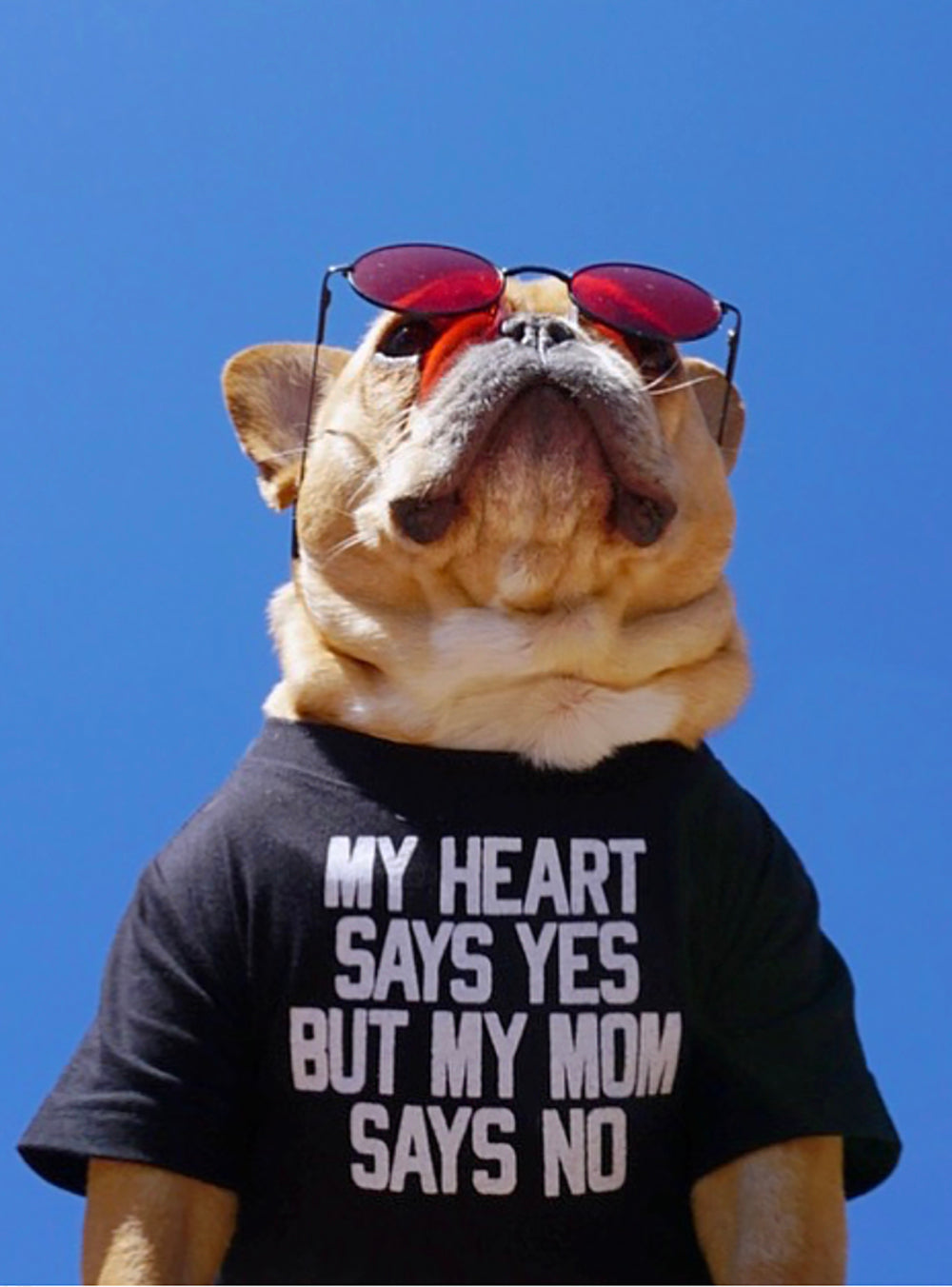 My Heart Says Yes Dog Tee
