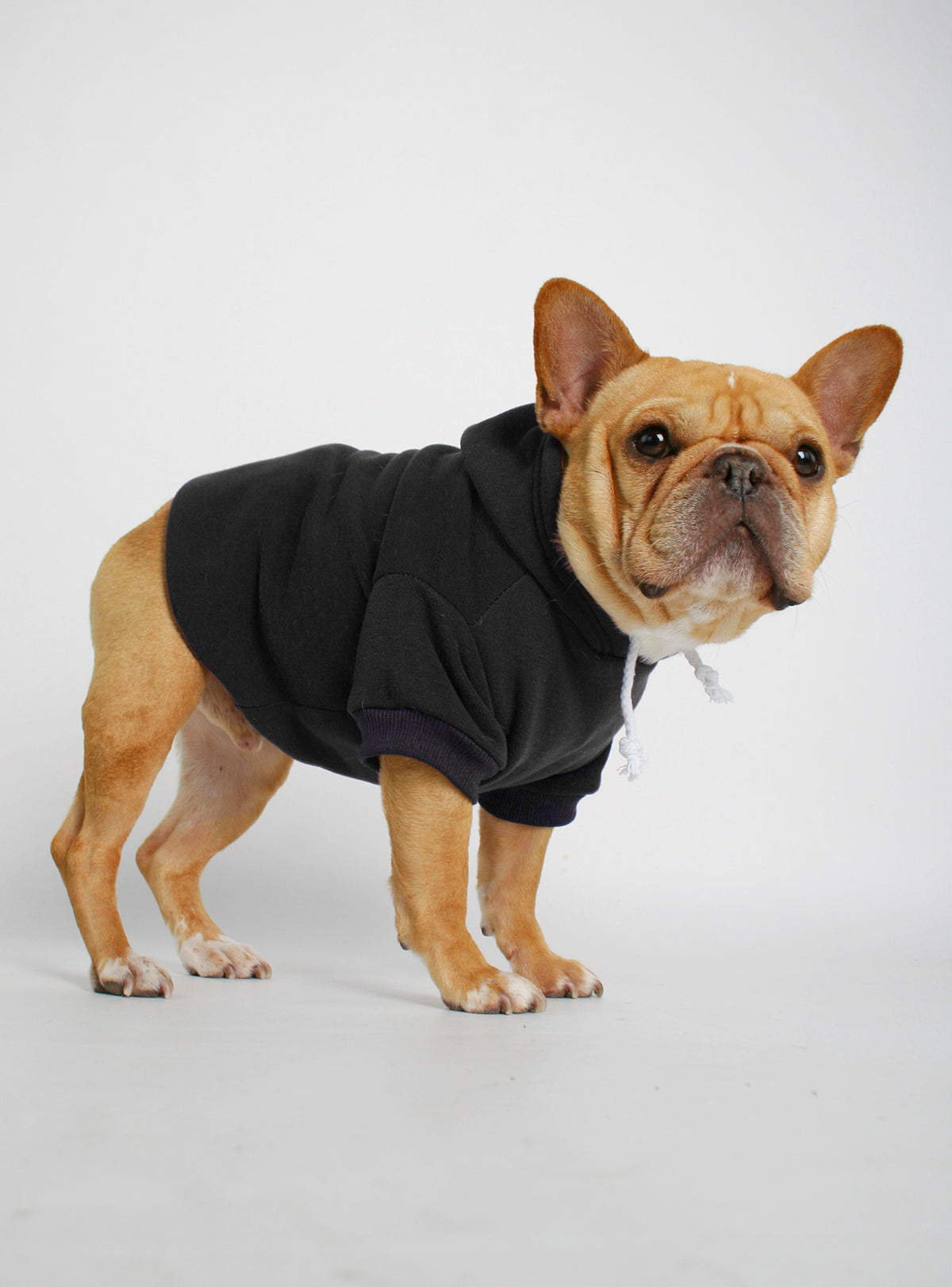 The Jasper Dog Hoodie