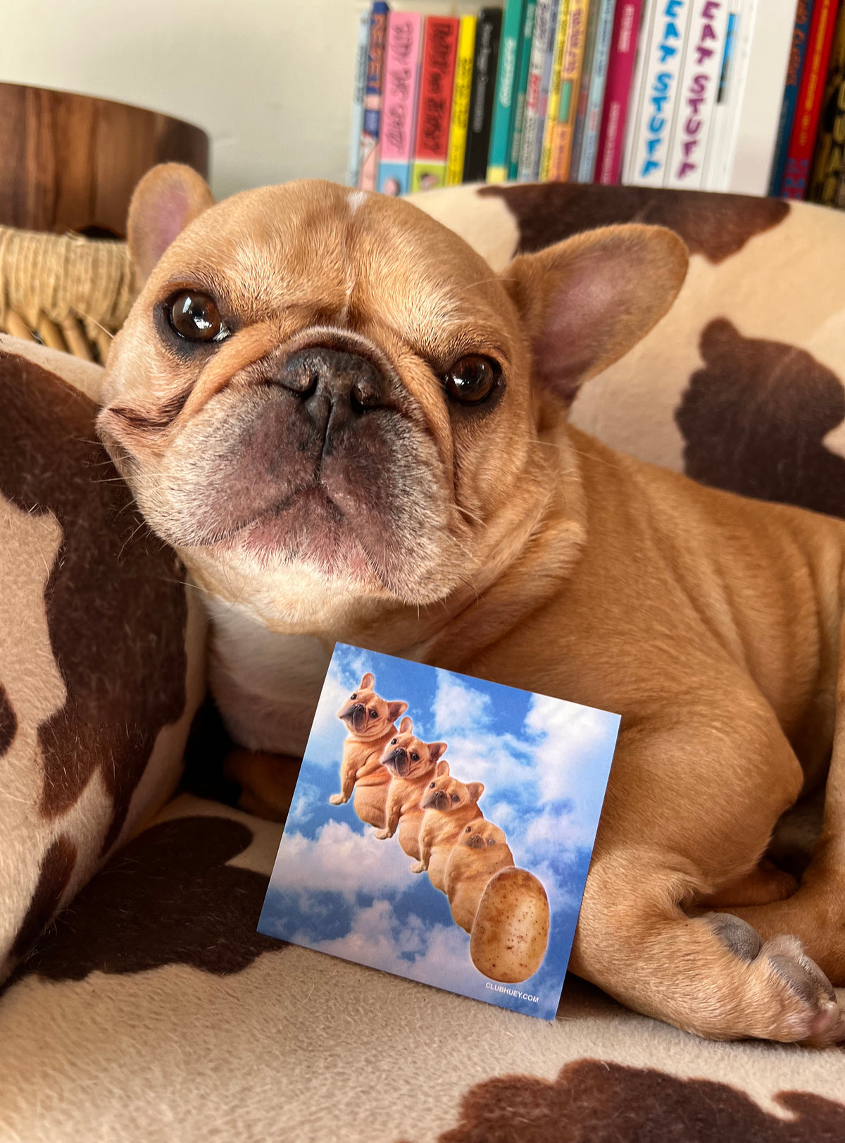 Animorphs Potato Sticker