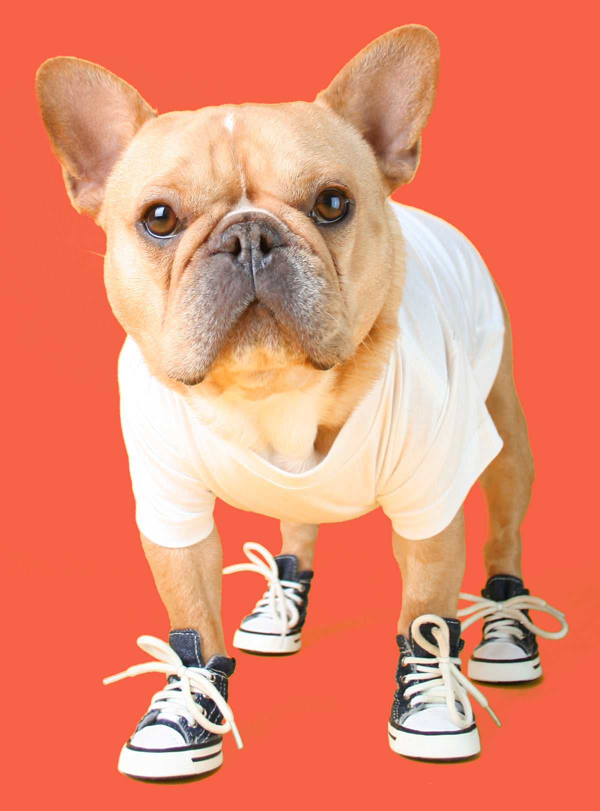 Converse Chunk Taylor Dog Shoes
