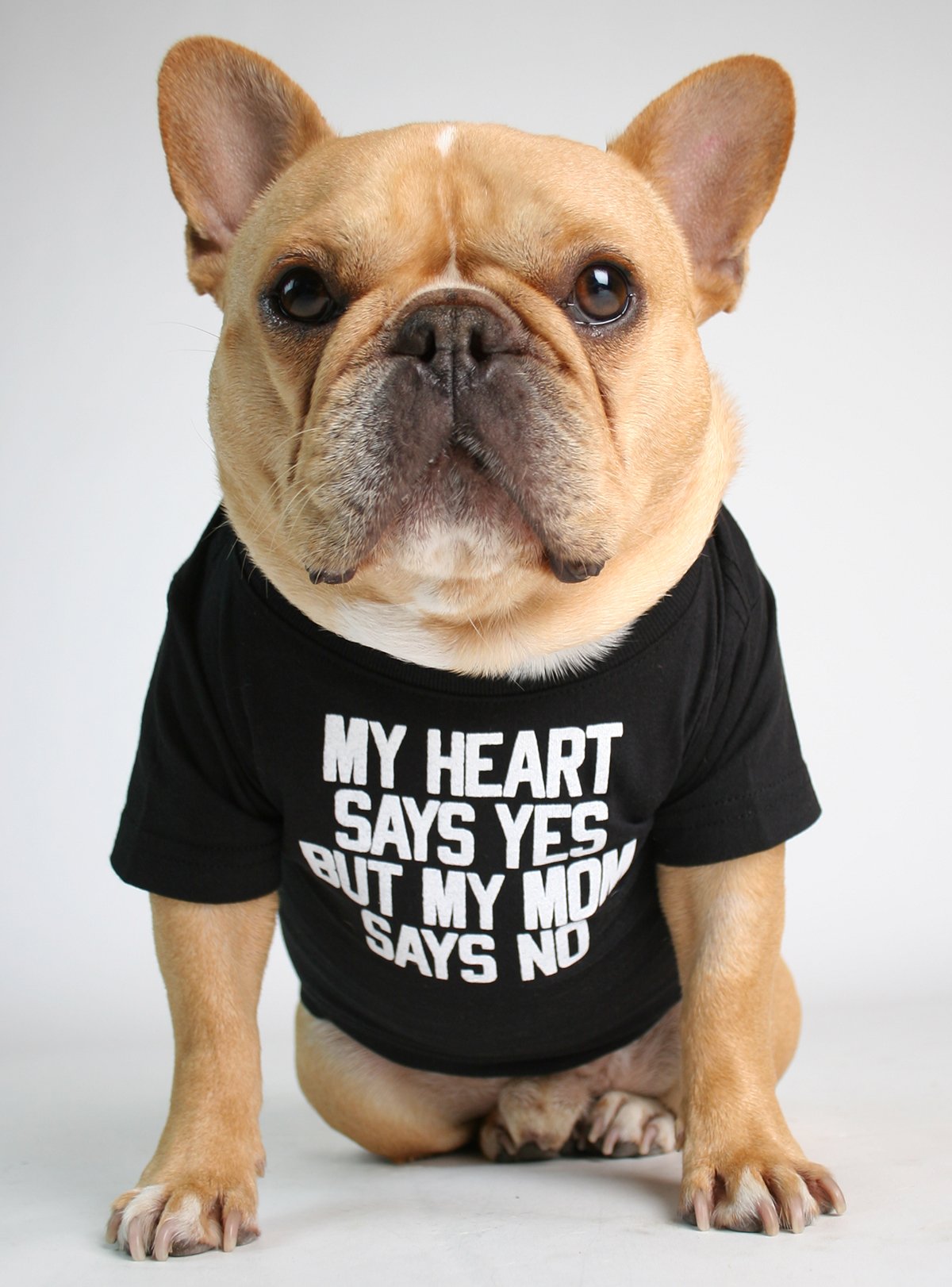 My Heart Says Yes Dog Tee