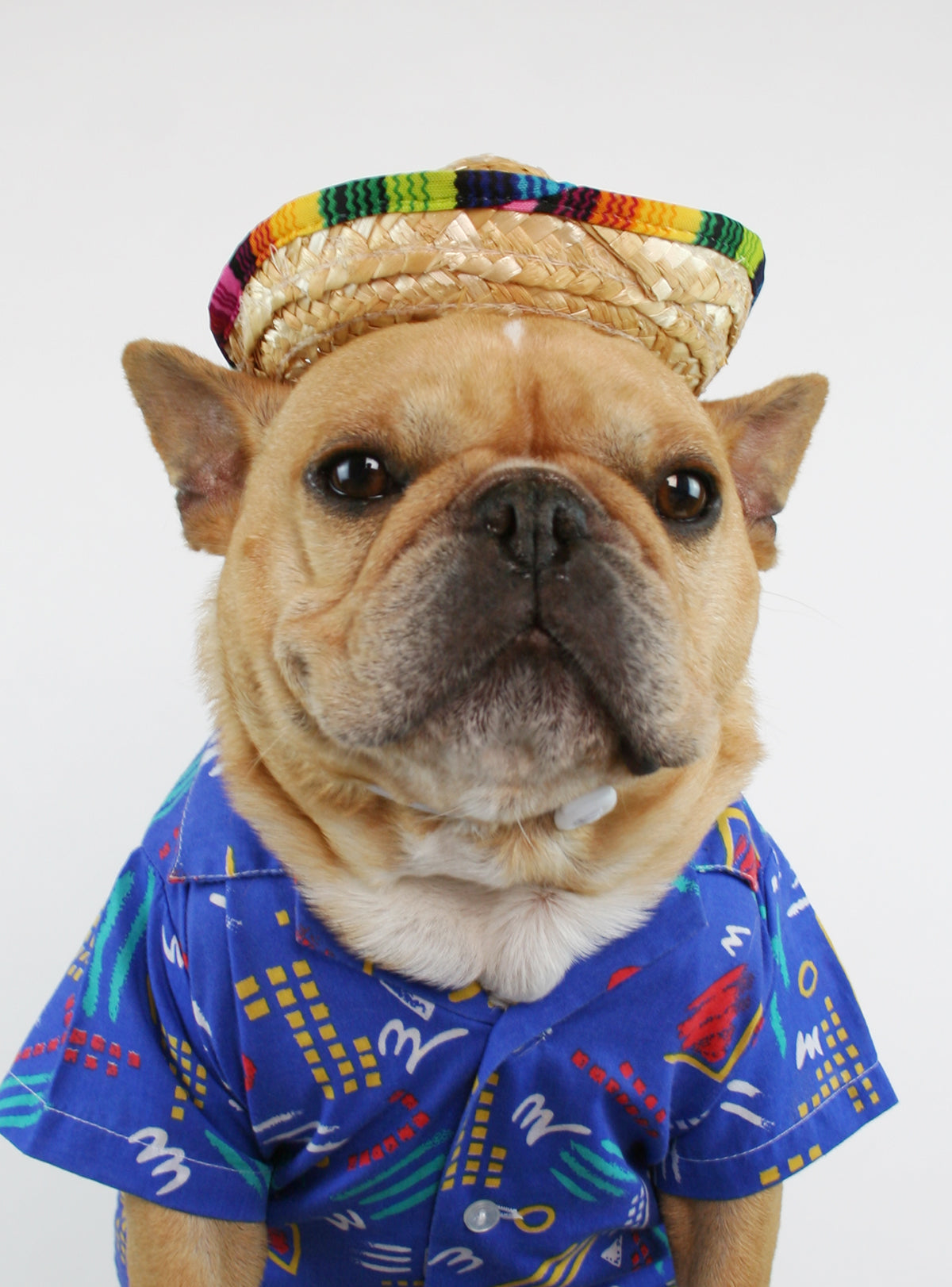 Sombrero Dog Hat