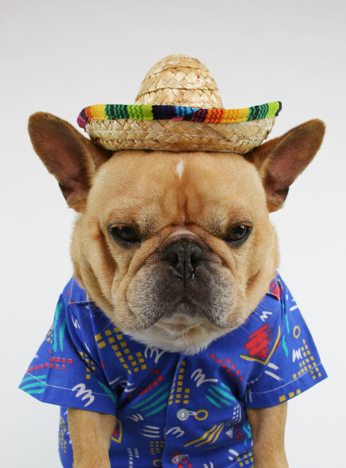 Sombrero Dog Hat