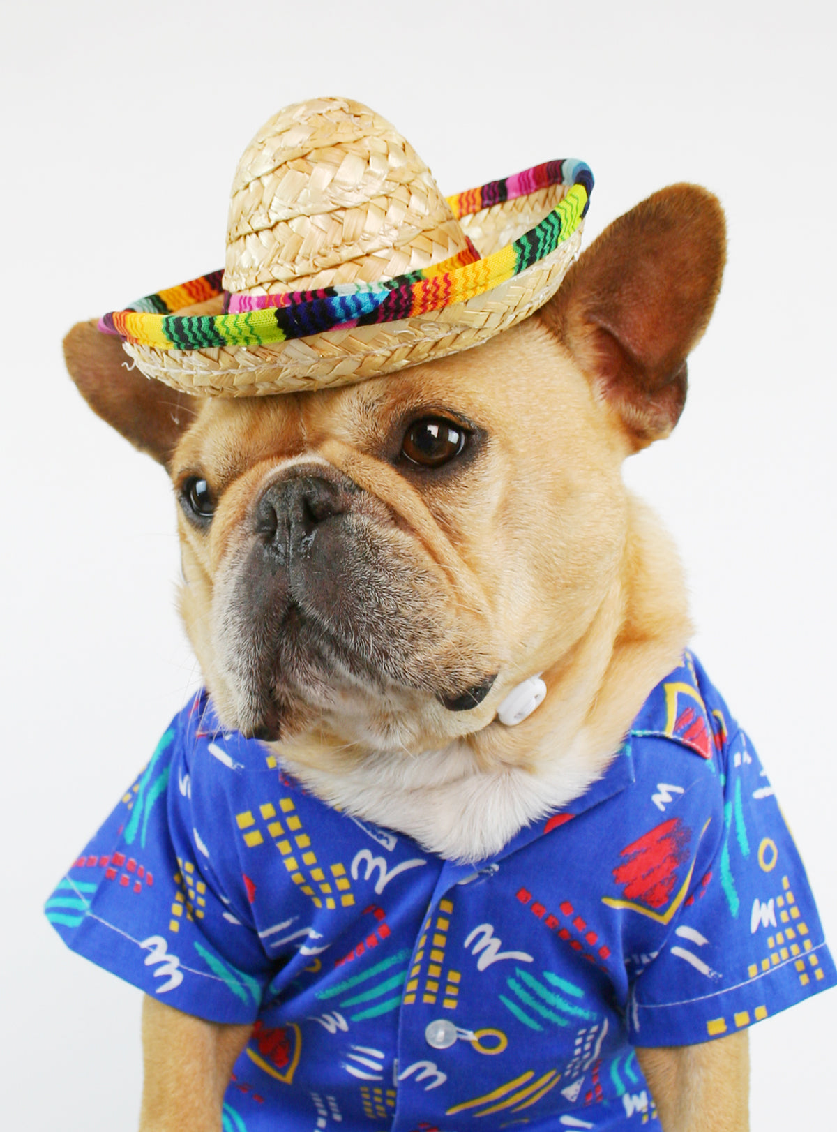 Sombrero Dog Hat