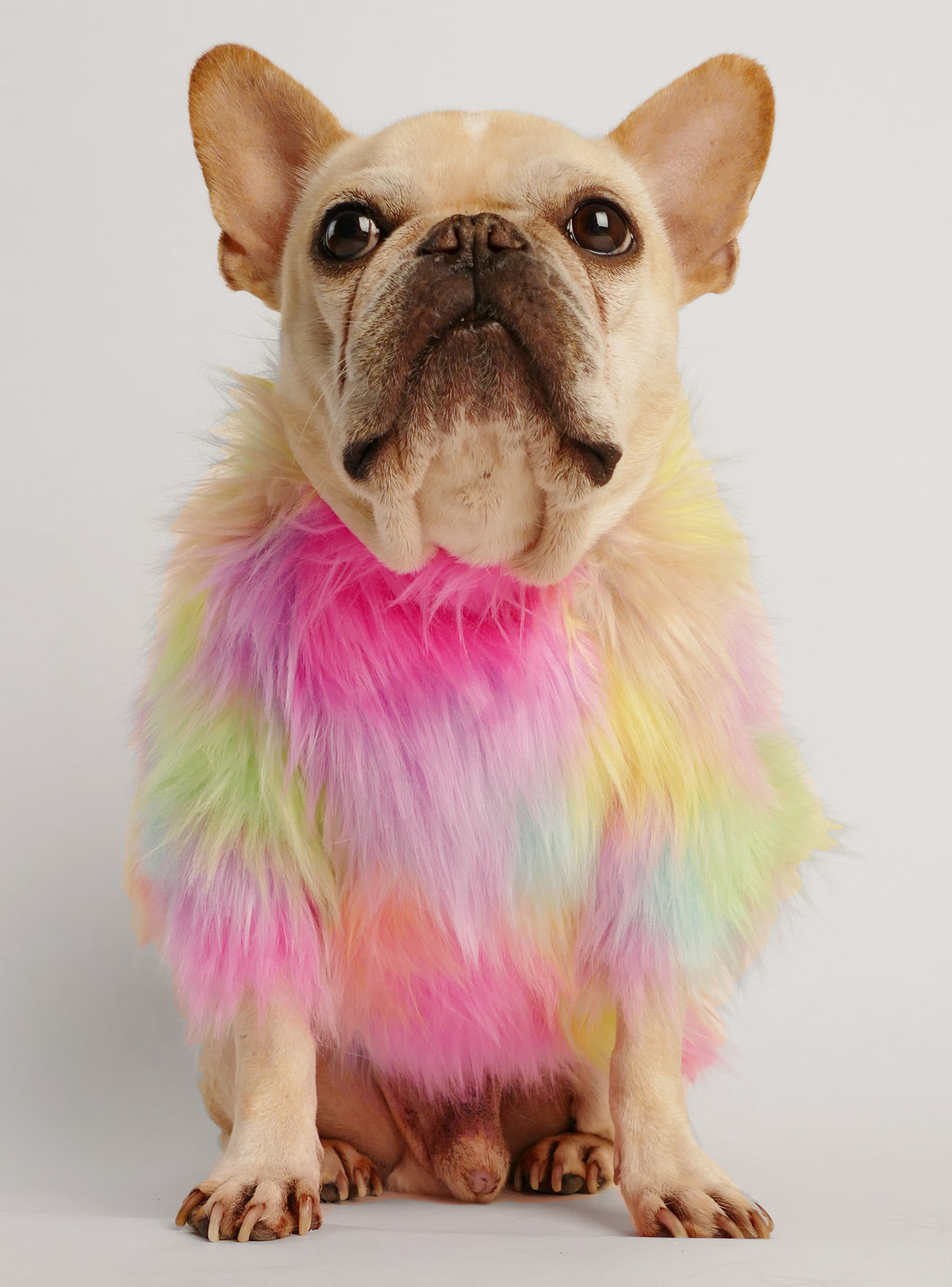 Studio 54 Dog Sweater
