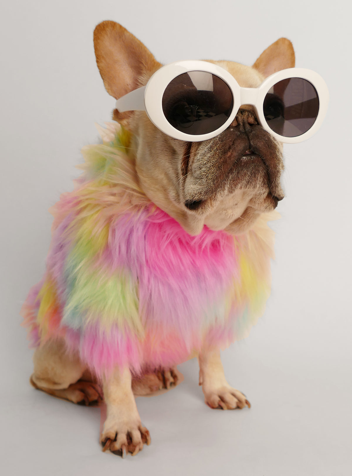Studio 54 Dog Sweater