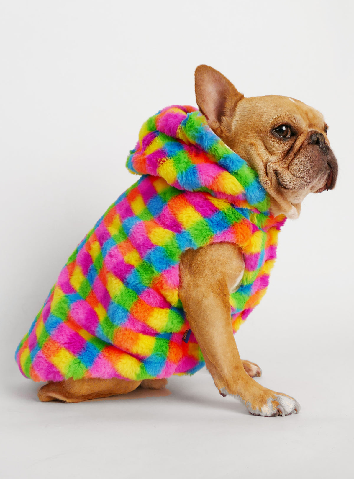 Technicolor Dog Hoodie